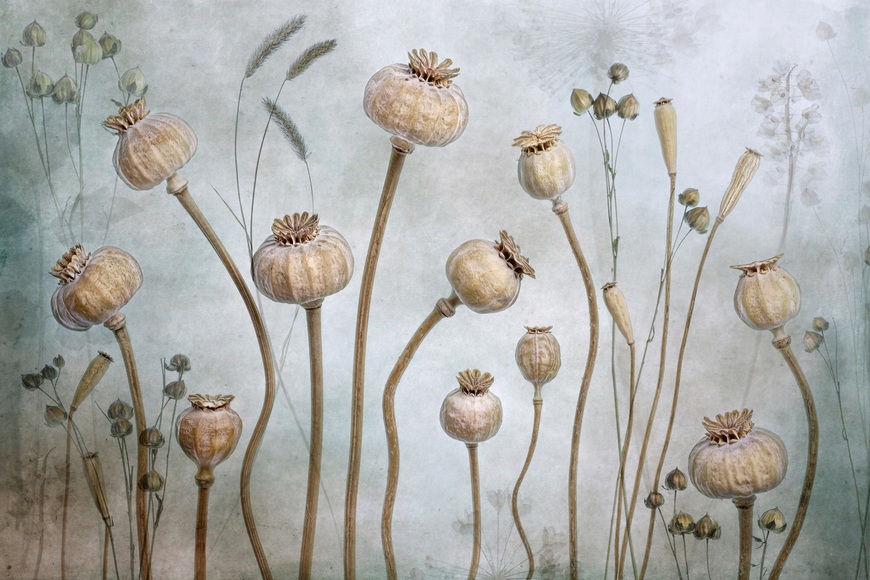 Papermoon Fototapete »Photo-Art MANDY DISHER, MOHN«, Vliestapete, hochwertiger Digitaldruck, inklusive Kleister