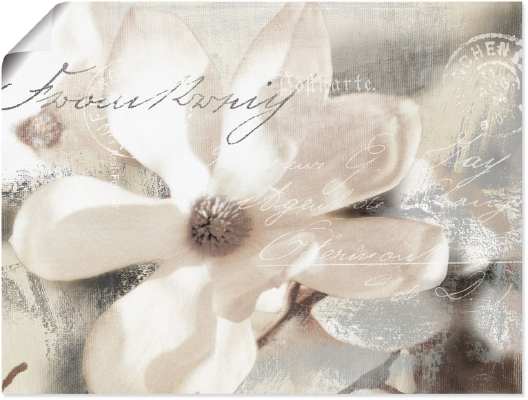 Artland Wandbild »Magnolie_Detail«, Blumenbilder, (1 St.), in vielen Grössen & Produktarten - Alubild / Outdoorbild für den Aussenbereich, Leinwandbild, Poster, Wandaufkleber / Wandtattoo auch für Badezimmer geeignet
