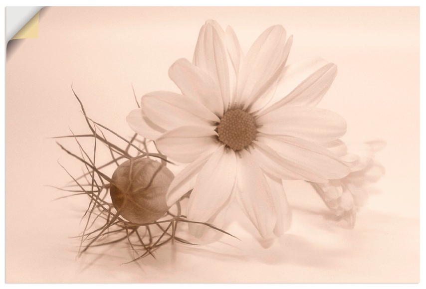 Artland Wandbild »Chrysantheme«