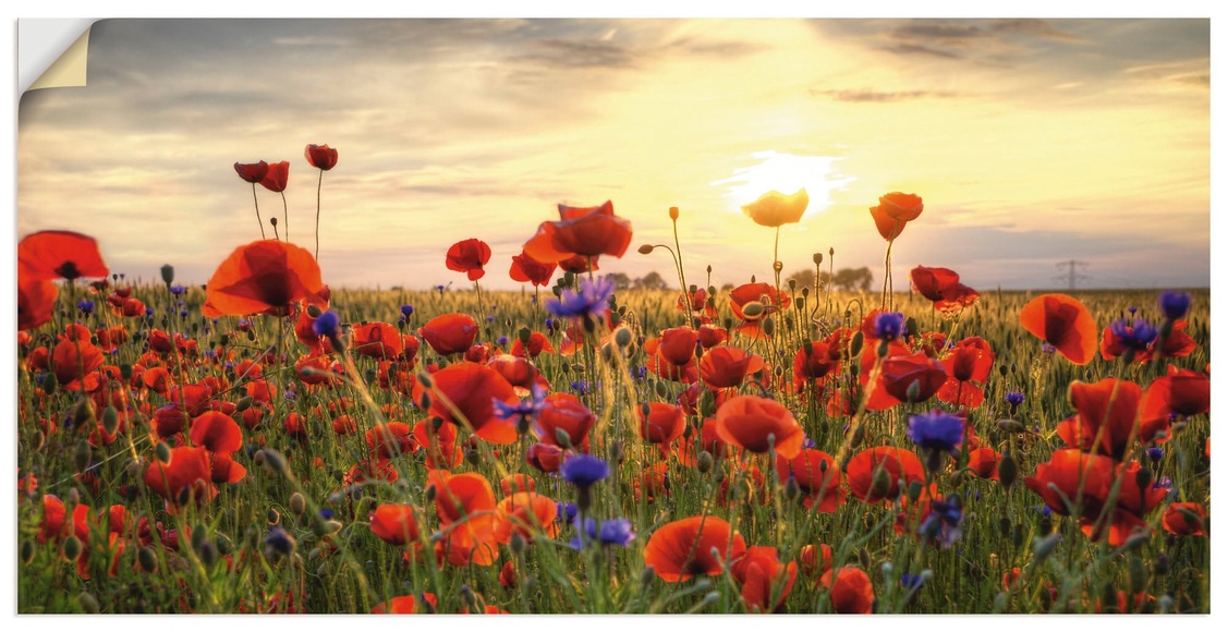 Artland Wandbild »Mohnblumen«