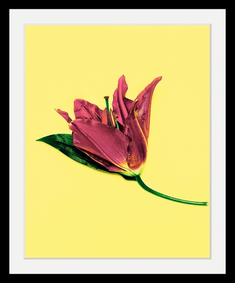 Bild »Blume«