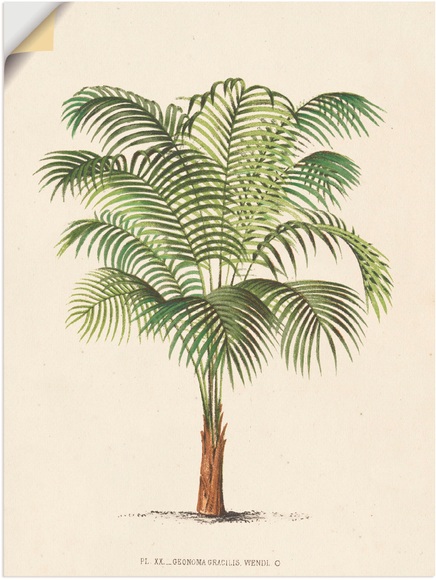 Artland Wandbild »Palme II«