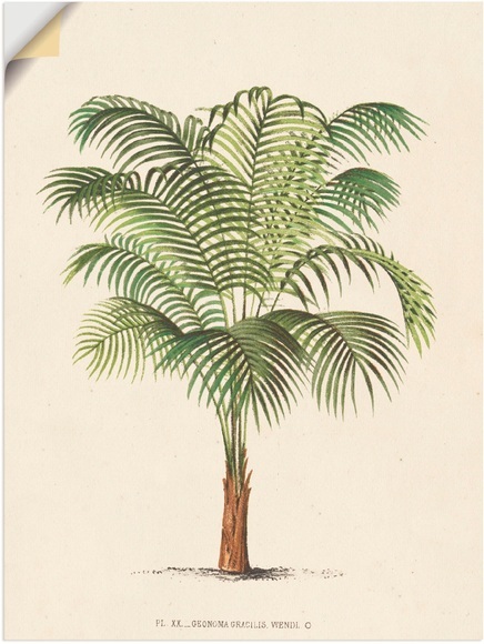 Artland Wandbild »Palme II«