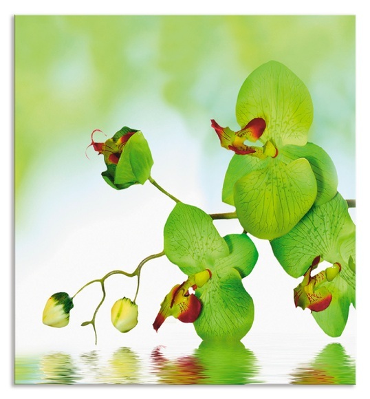 Artland Küchenrückwand »Schöne Orchidee mit grünem Hintergrund«, (1 tlg.), Alu Spritzschutz mit Klebeband, einfache Montage