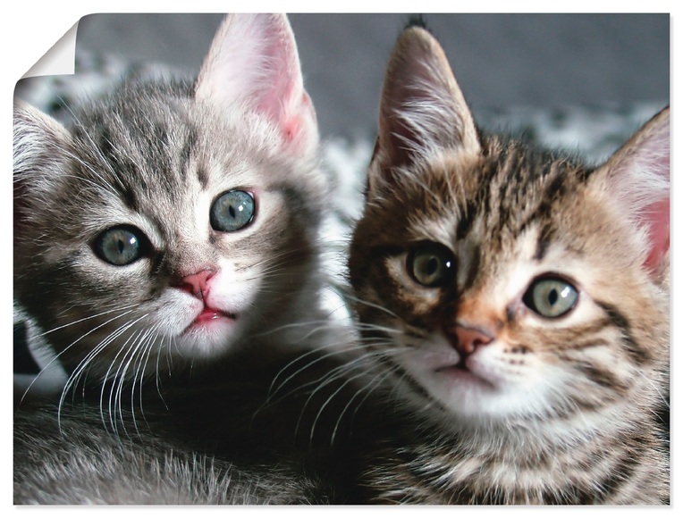 Artland Wandbild »Katze«