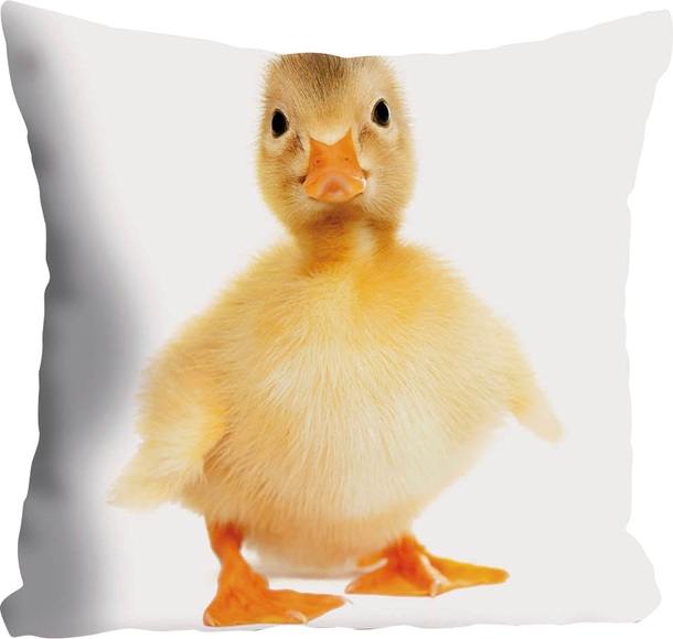 queence Dekokissen »Manuel«, (1 St.), mit Ente
