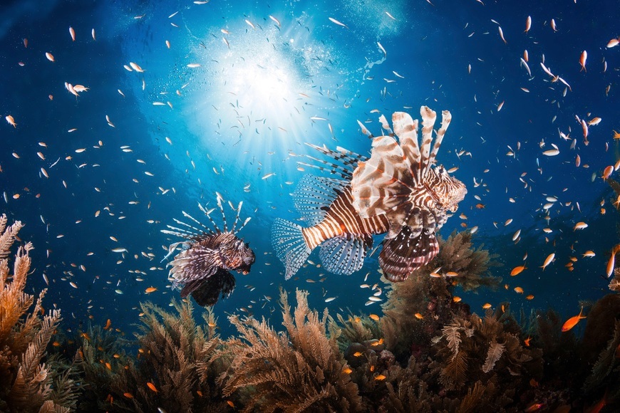 Papermoon Fototapete »Photo-Art BARATHIEU GABRIEL, LIONFISH«, Vliestapete, hochwertiger Digitaldruck, inklusive Kleister