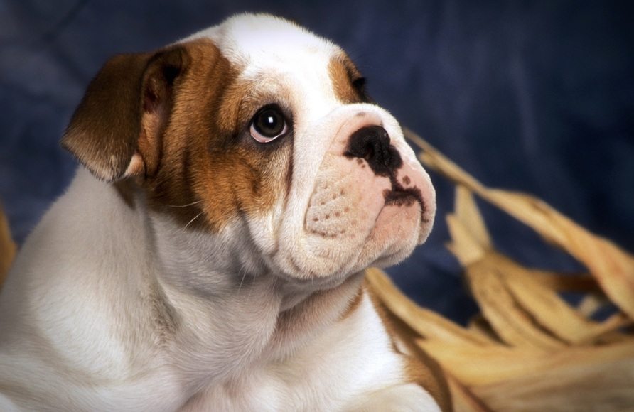 Papermoon Fototapete »BULLDOG-TIERE HUND BULLDOGE HUNDE WANDDEKO WANDBILD XXL«, Vliestapete, hochwertiger Digitaldruck, inklusive Kleister