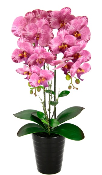 Orchidee im Topf Rosé