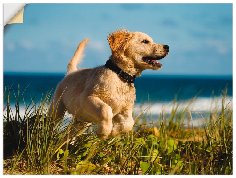 Artland Wandbild »Hundebaby springt am Strand«