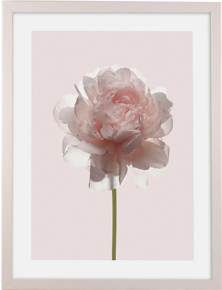 Komar Bild mit Rahmen »Floral Delights«, (1 St.), Hochwertigen Echtholzrahmen. FSC zertifiziert, was eine nachhaltige Forstwirtschaft garantiert.