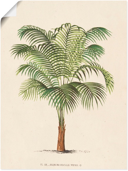 Artland Wandbild »Palme II«