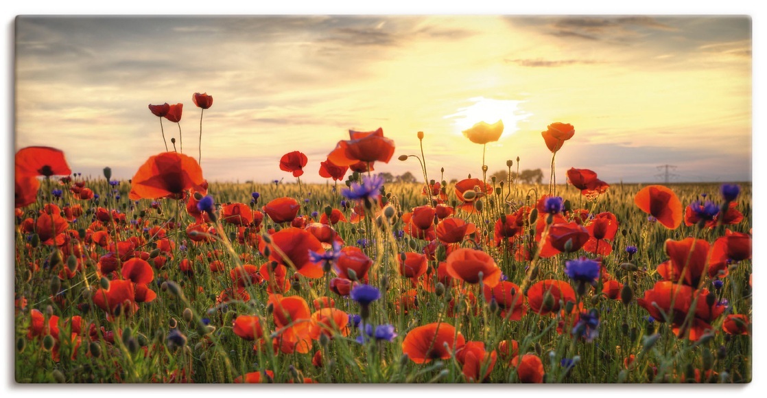 Artland Wandbild »Mohnblumen«
