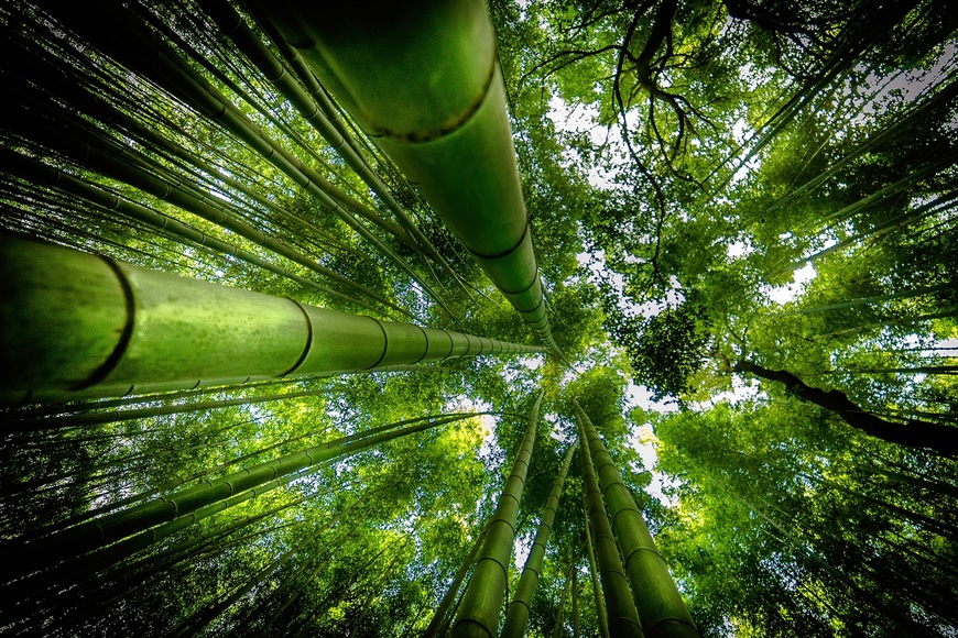 Papermoon Fototapete »Photo-Art DAVID ROS, ARASHIYAMA«, Vliestapete, hochwertiger Digitaldruck, inklusive Kleister