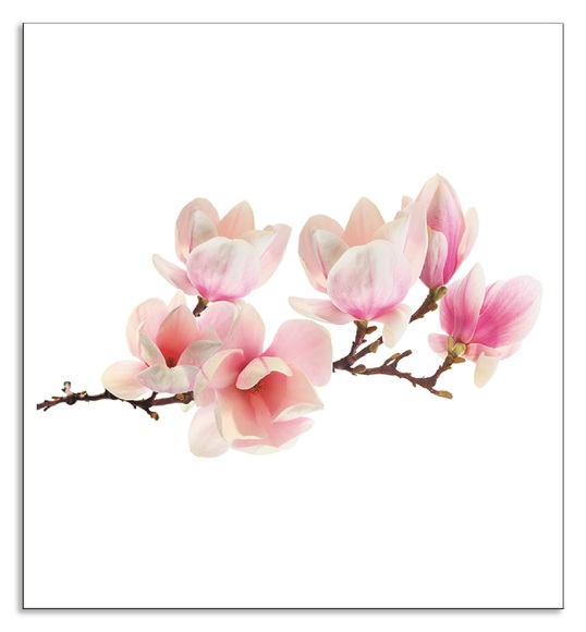 Artland Küchenrückwand »Magnolie«, (1 tlg.), Alu Spritzschutz mit Klebeband, einfache Montage