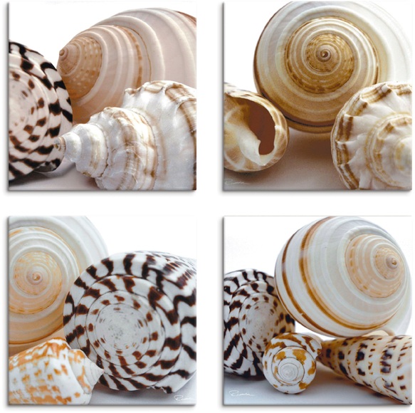 Artland Leinwandbild »Muschelkomposition II, -I, -IV, -III«