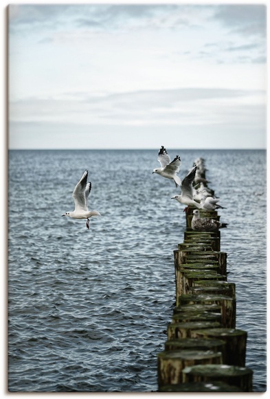 Artland Wandbild »Möwen starten von einer Buhnenreihe«, Vogelbilder, (1 St.), in vielen Grössen & Produktarten - Alubild / Outdoorbild für den Aussenbereich, Leinwandbild, Poster, Wandaufkleber / Wandtattoo auch für Badezimmer geeignet