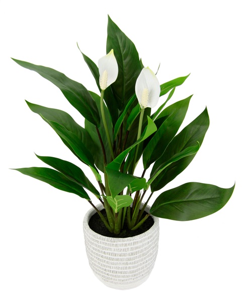I.GE.A. Kunstpflanze »Spathiphyllum«, (1 St.), im Topf Anthurie Calla Flamingoblume exotische Pflanze weisse Blüten