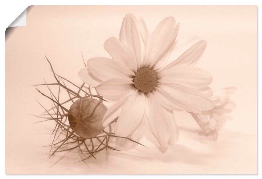 Artland Wandbild »Chrysantheme«