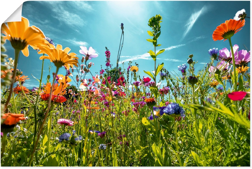 Artland Wandbild »Buntes Blumenfeld«, Blumenwiese, (1 St.), in vielen Grössen & Produktarten - Alubild / Outdoorbild für den Aussenbereich, Leinwandbild, Poster, Wandaufkleber / Wandtattoo auch für Badezimmer geeignet