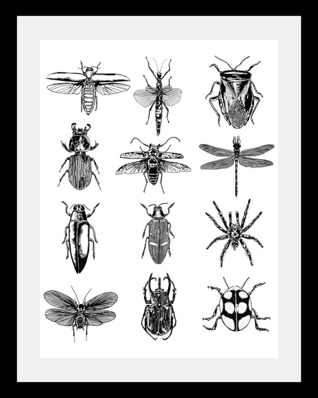 Bild »Insekten«