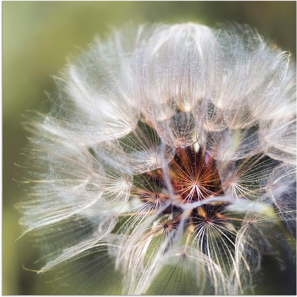 Artland Wandbild »Pusteblume II«