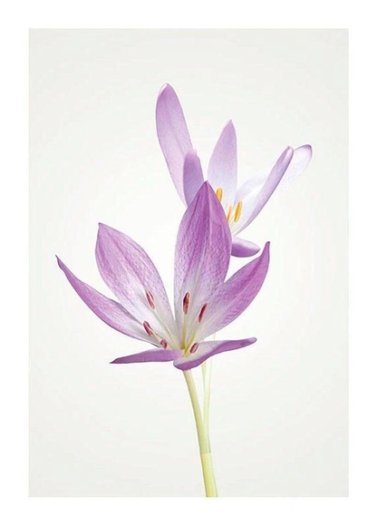 Komar Poster »Autumn Crocus«