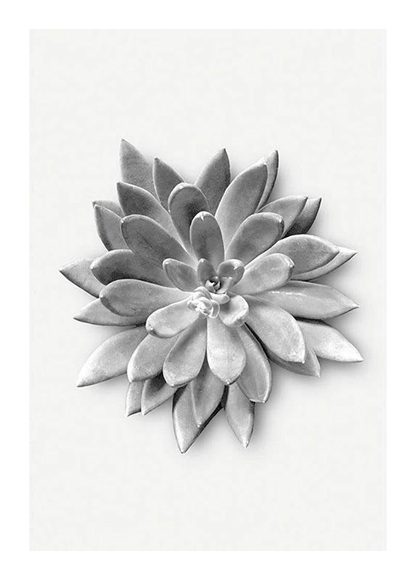 Komar Poster »Succulent Agave«