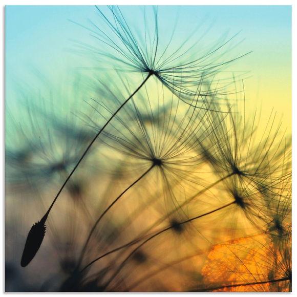 Artland Wandbild »Goldfarbenener Sonnenuntergang und Pusteblumen«