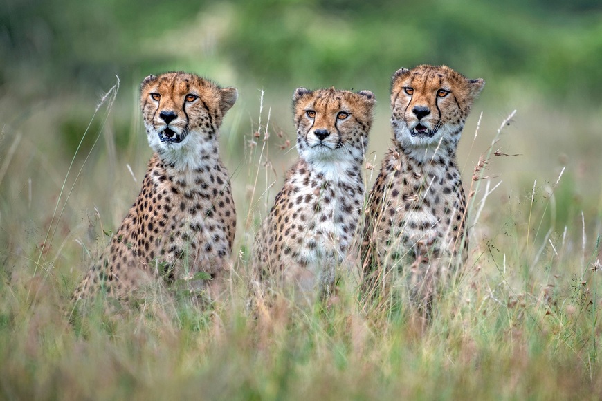 Papermoon Fototapete »Photo-Art XAVIER ORTEGA, CHEETAH CUBS«, Vliestapete, hochwertiger Digitaldruck, inklusive Kleister