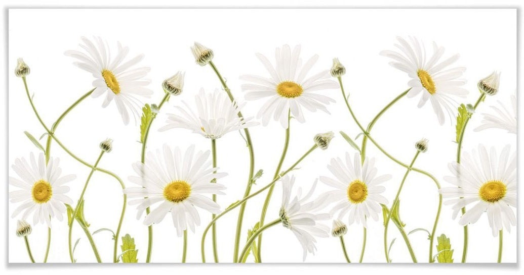 Wall-Art Poster »Daisies«, Schriftzug, (1 St.)