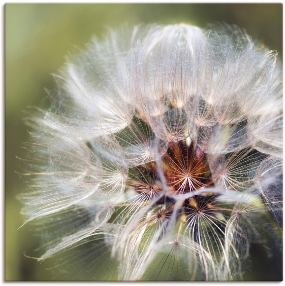 Artland Wandbild »Pusteblume II«
