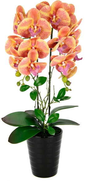 Orchidee im Topf Orange