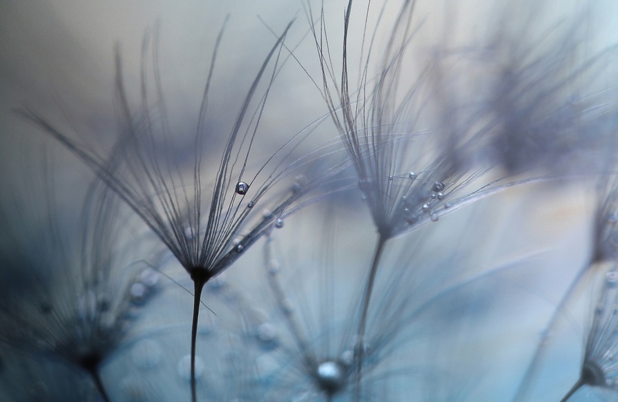 Papermoon Fototapete »Photo-Art MATHIEU IRTHUM, TEARDROPS«, Vliestapete, hochwertiger Digitaldruck, inklusive Kleister