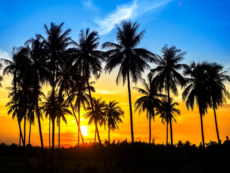 Papermoon Fototapete »Coconut Palm Trees«
