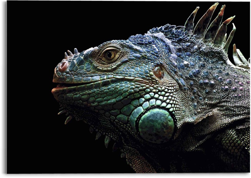 Reinders! Glasbild »Glasbild Leguan Christian Meermann - Tier - Reptilien«, Reptilien, (1 St.)