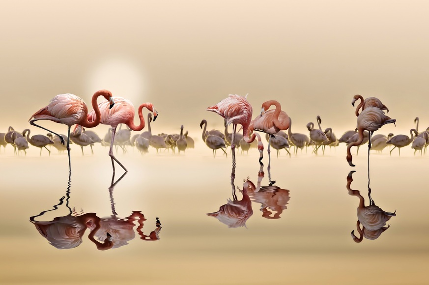 Papermoon Fototapete »Photo-Art NASSER OSMAN, FLAMINGOS«, Vliestapete, hochwertiger Digitaldruck, inklusive Kleister