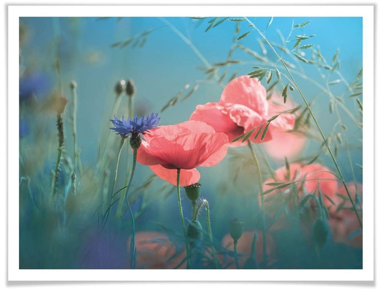 Wall-Art Poster »Wildblumen Aquamarin«, Blumen, (1 St.)