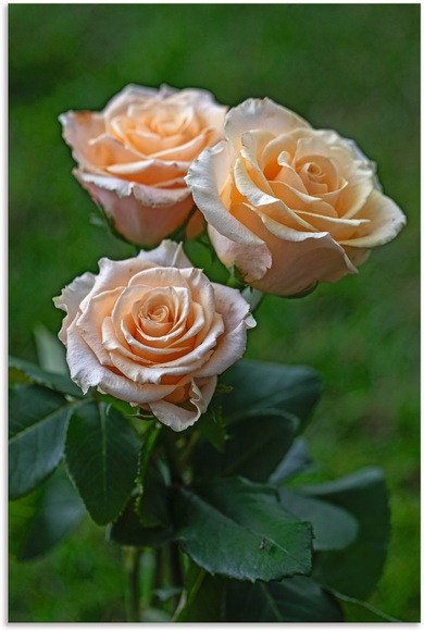 Artland Wandbild »wunderschöne Rosen«, Blumenbilder, (1 St.), in vielen Grössen & Produktarten - Alubild / Outdoorbild für den Aussenbereich, Leinwandbild, Poster, Wandaufkleber / Wandtattoo auch für Badezimmer geeignet