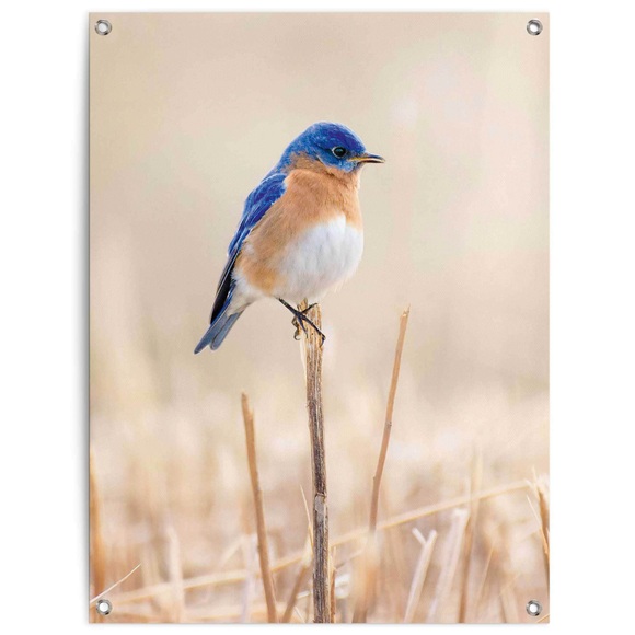 Reinders! Poster »Blauer Vogel«, Outdoor für Garten oder Balkon