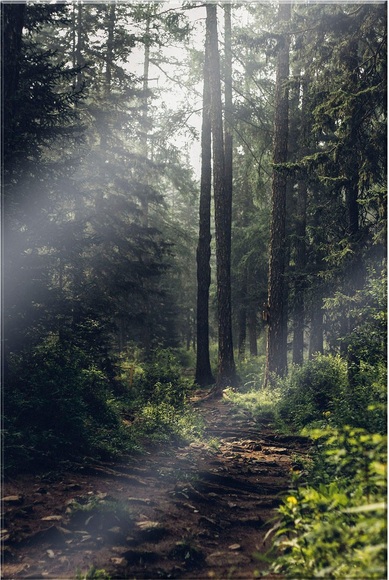 Glasbild »Waldweg«