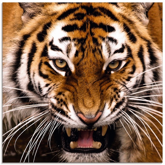 Artland Glasbild »Tiger Kopf«