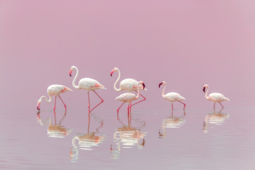 Papermoon Fototapete »Photo-Art EIJI ITOYAMA, FLAMINGOS«, Vliestapete, hochwertiger Digitaldruck, inklusive Kleister