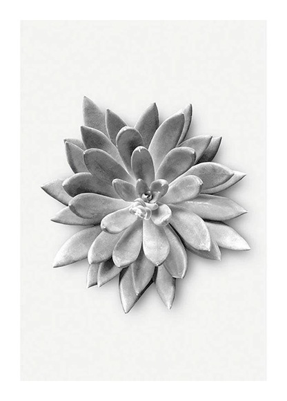 Komar Poster »Succulent Agave«