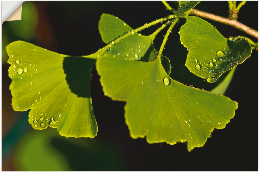 Artland Wandbild »Ginkgo Blätter«