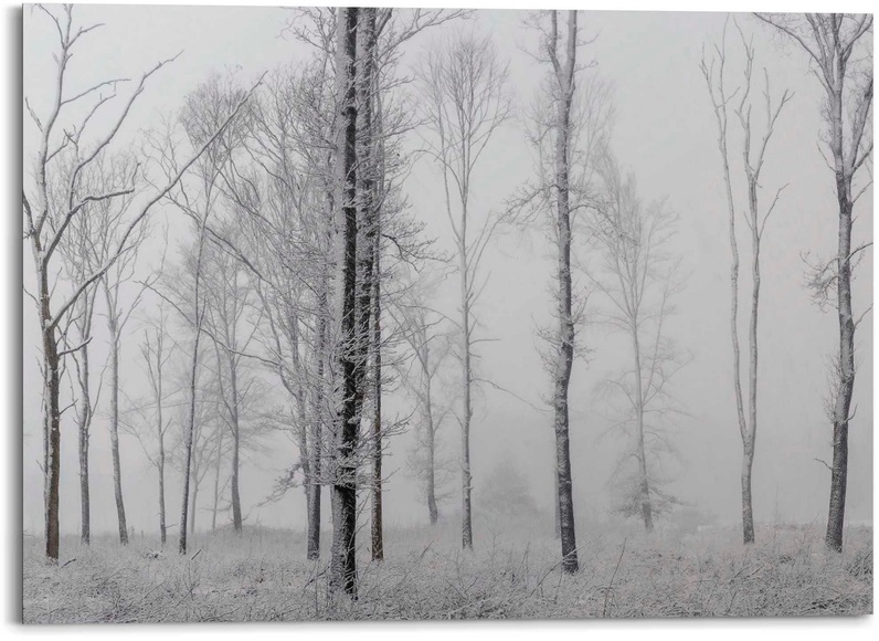 Platinum Alu-Dibond-Druck »Winter Wald«