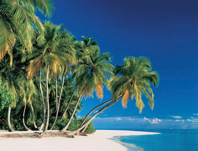 Papermoon Fototapete »Tropical Palms«