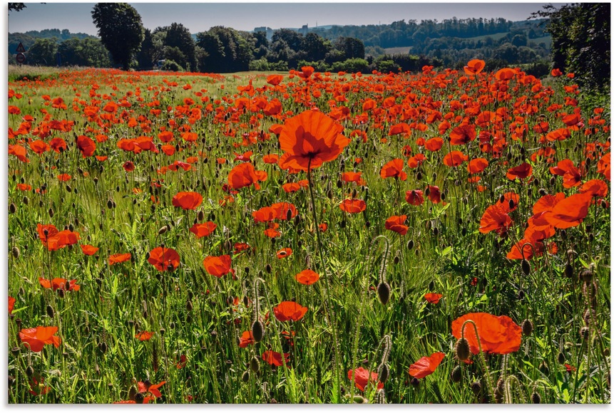 Artland Wandbild »Mohnblumenwiese«, Blumenwiese, (1 St.), in vielen Grössen & Produktarten - Alubild / Outdoorbild für den Aussenbereich, Leinwandbild, Poster, Wandaufkleber / Wandtattoo auch für Badezimmer geeignet
