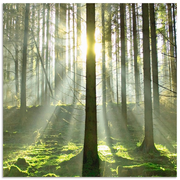Artland Küchenrückwand »Wald im Gegenlicht«