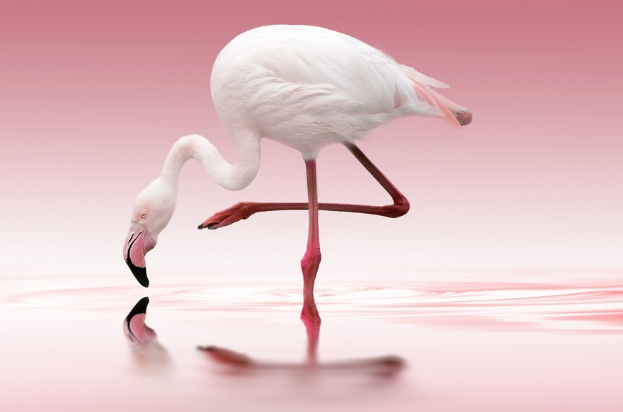 Papermoon Fototapete »Photo-Art DORIS REINDL, FLAMINGO«, Vliestapete, hochwertiger Digitaldruck, inklusive Kleister